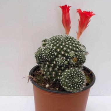 Rebutia krainziana